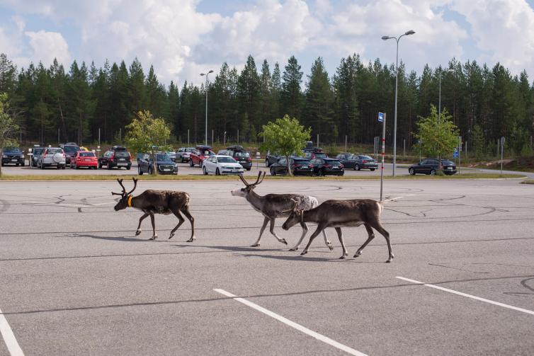 Kuusamo