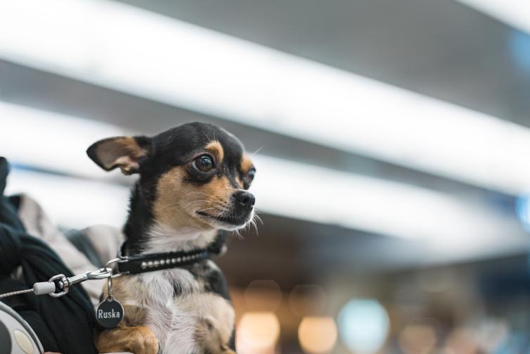 Koira sylissä Helsinki-Vantaan lentoasemalla.