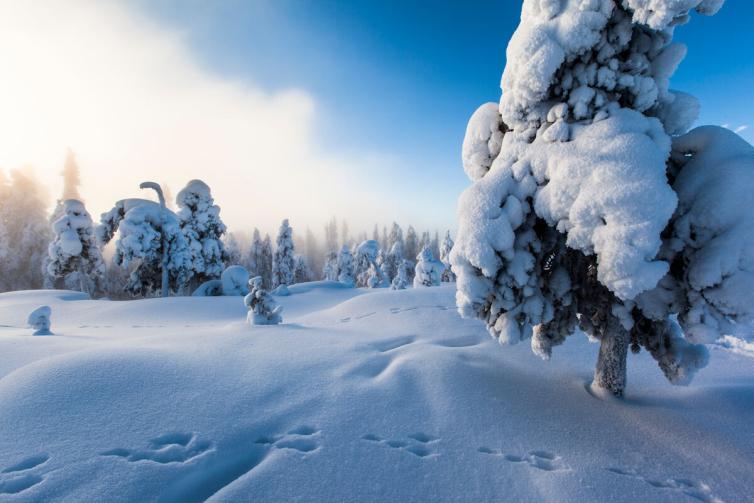 Snowy trees. 
