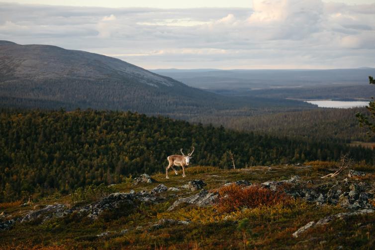 A reindeer roams the summery landscape of the fells