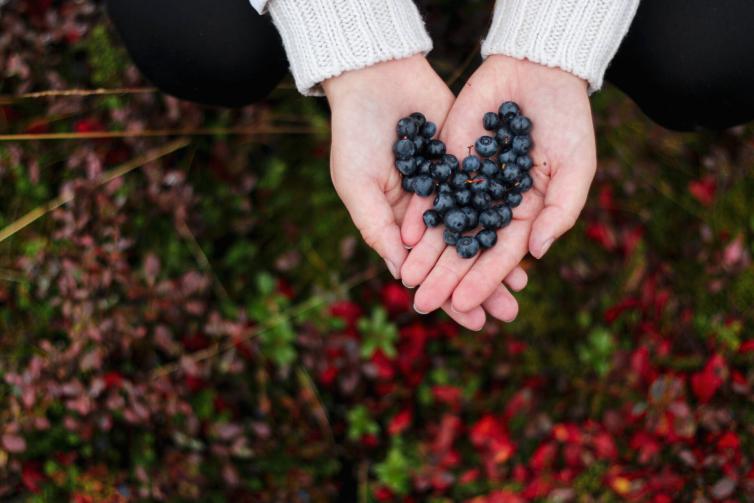 Bilberry, Visit Finland, Mariia Kauppi