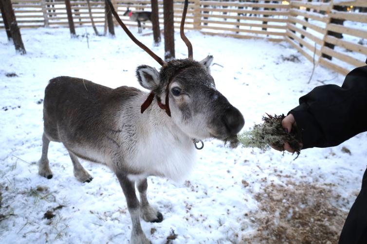 Urho-poro porotilalla.