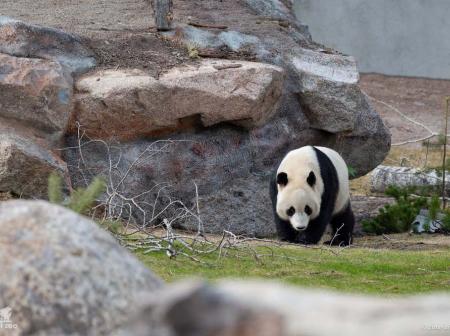 Pyry-panda Ähtäri Zoo