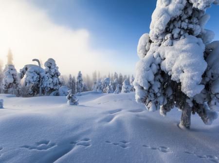 Tykkylumen peittämät puut Lapin metsässä.
