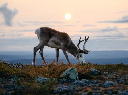 Reindeer roams the summery landscape of Lapland
