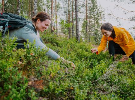 Bilberry, Visit Finland, Julia Kivelä