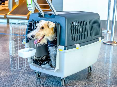 Happy looking dog inside a sky kennel with its head sticking out of open crate door.