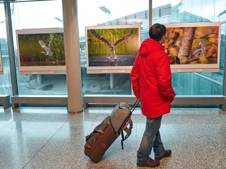 Passenger with roller bag in tow admiring gallery art at Helsinki Airport.
