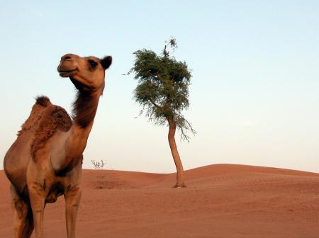 Camel in desert.