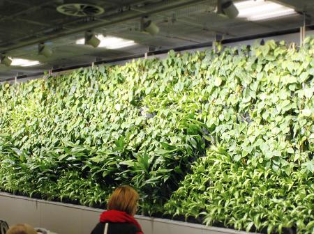 Vertical garden at Helsinki Airport.