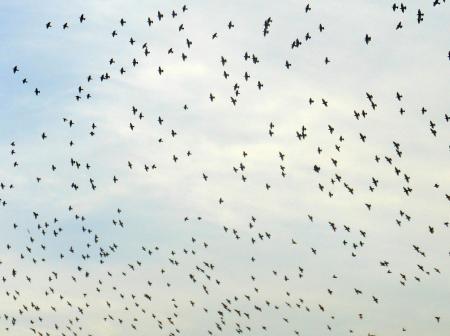 Big flock of birds flying.