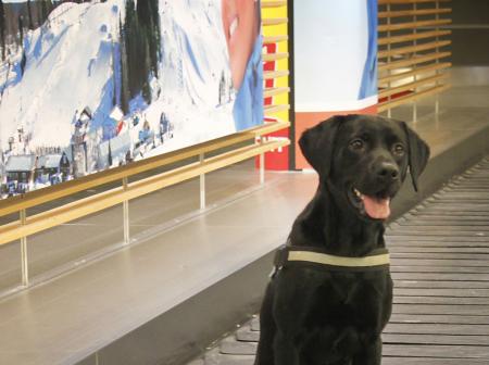 Customs sniffer dog sitting on a baggage claim belt.
