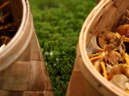 Chanterelles in baskets on moss.