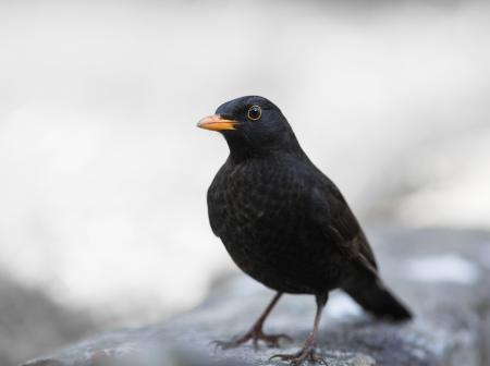 Common blackbird