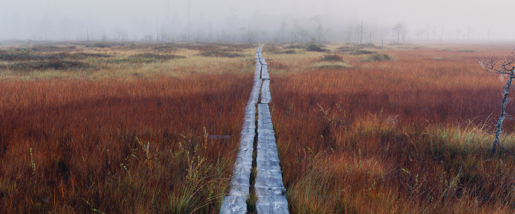 Duckboards on autumnal swamp.