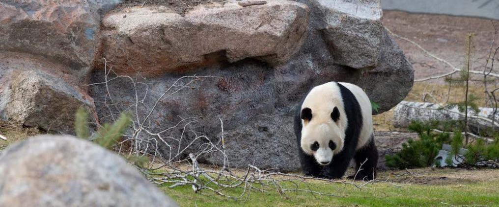 Pyry-panda Ähtäri Zoo