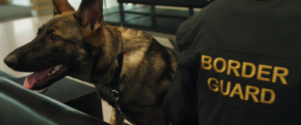 Border control detector dog with border guard.