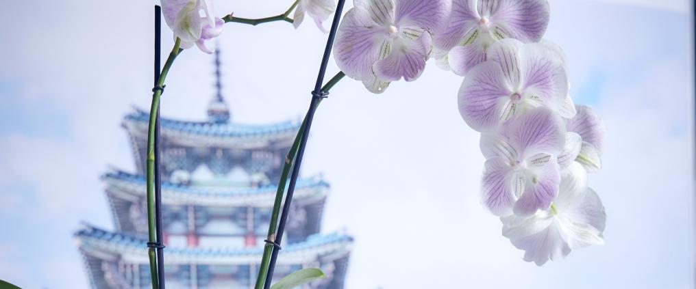 Orchid flower and Finnair's Japan destination advertisement.