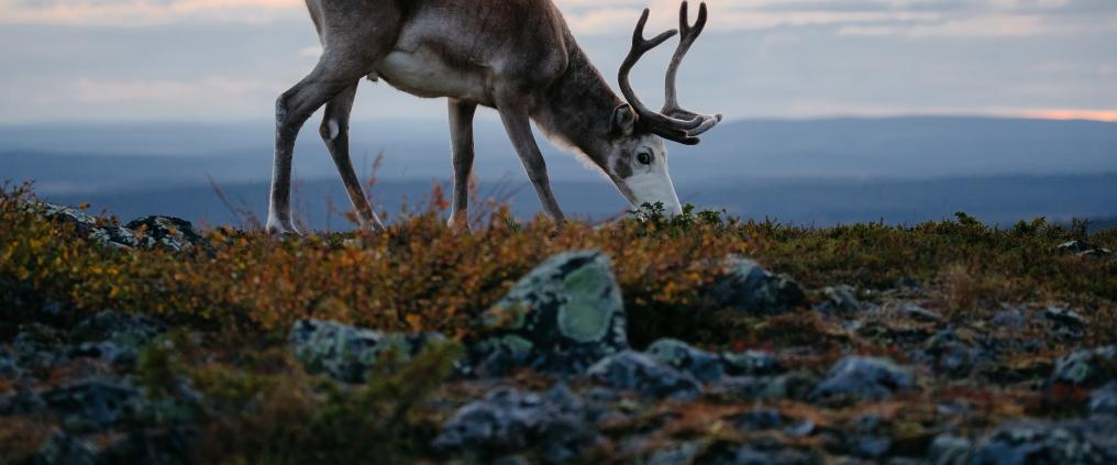 Reindeer roams the summery landscape of Lapland