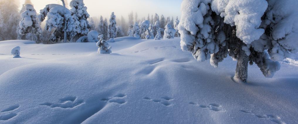 Talvimaisema Rovaniemeltä 