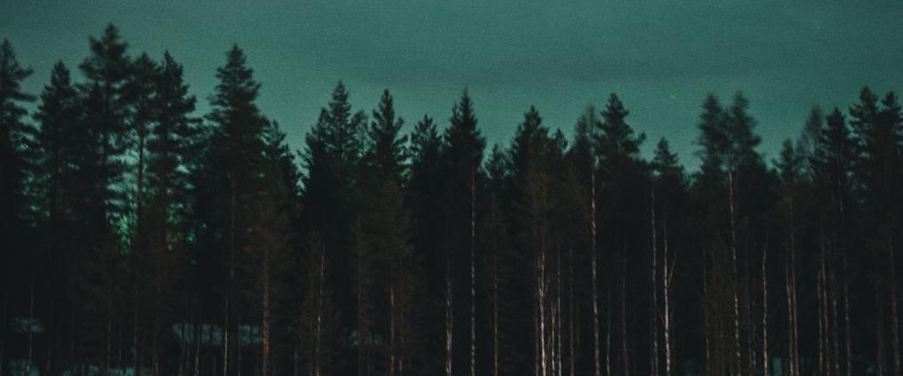Revontulia talvisella taivaalla.