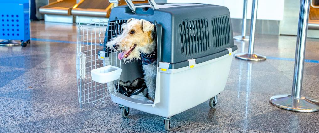 Iloisen näköinen koira kuljetusboksissaan lähtöselvitysalueella.