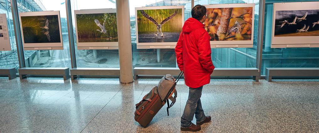 Passenger with roller bag in tow admiring gallery art at Helsinki Airport.