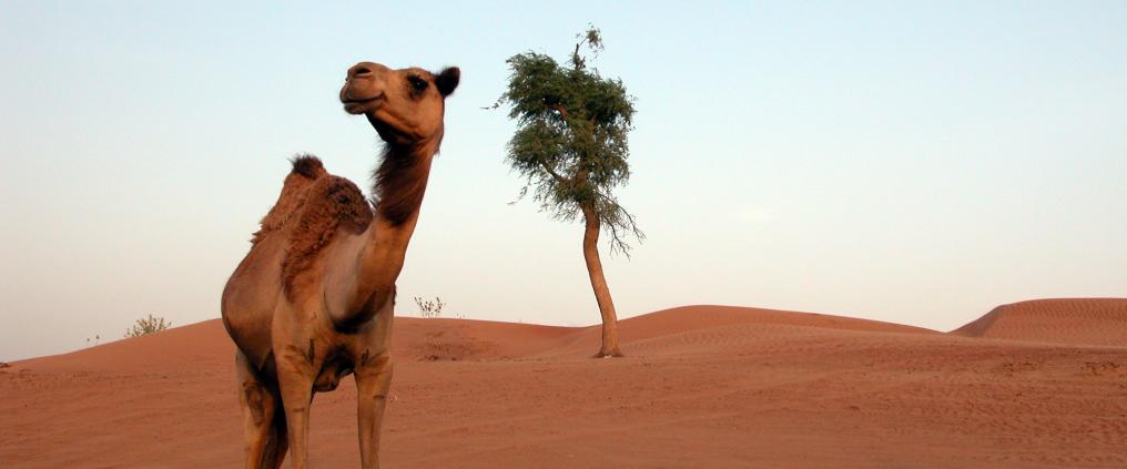 Camel in desert.