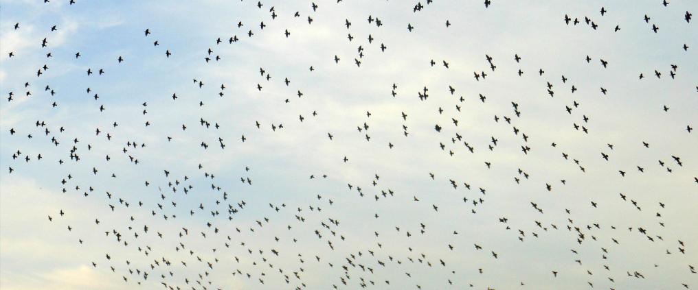 Big flock of birds flying.