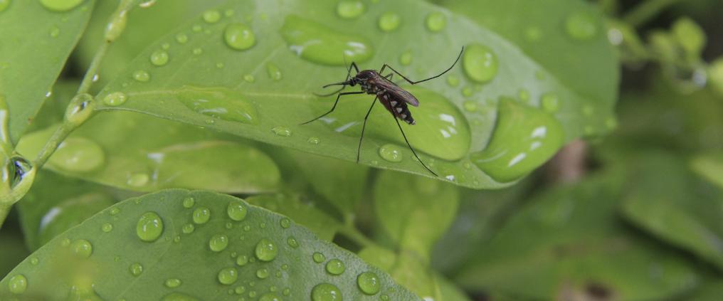 Mosquito on a leaf with water droplets.