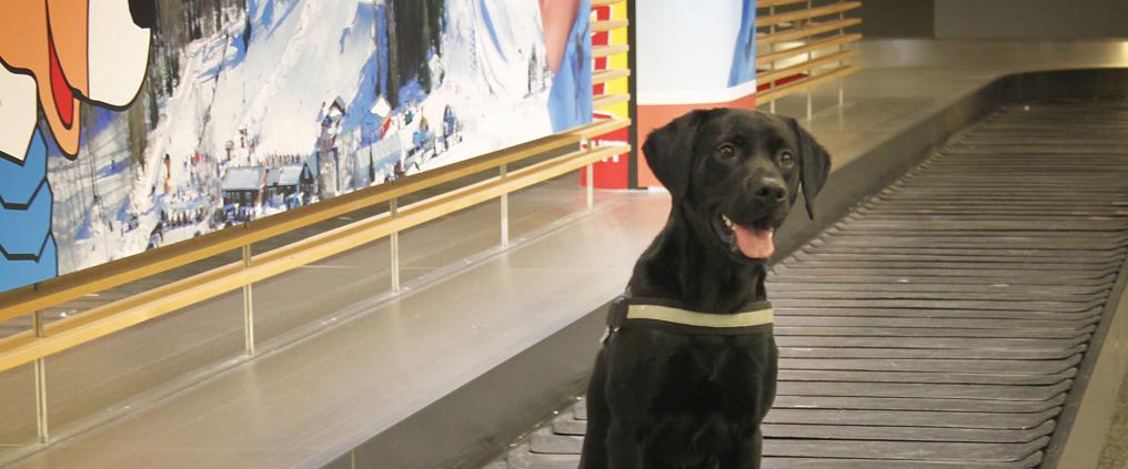 Customs sniffer dog sitting on a baggage claim belt.