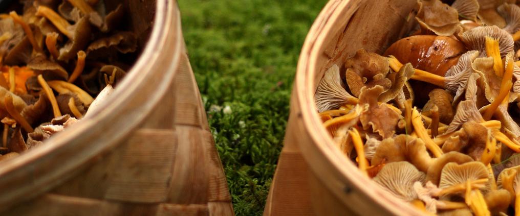 Suppilovahveroita koreissa sammaleen päällä.