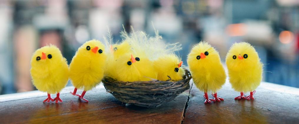 Yellow easter chicks on table.