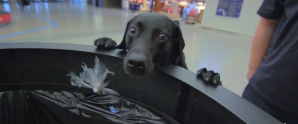 Customs sniffer dog at work.