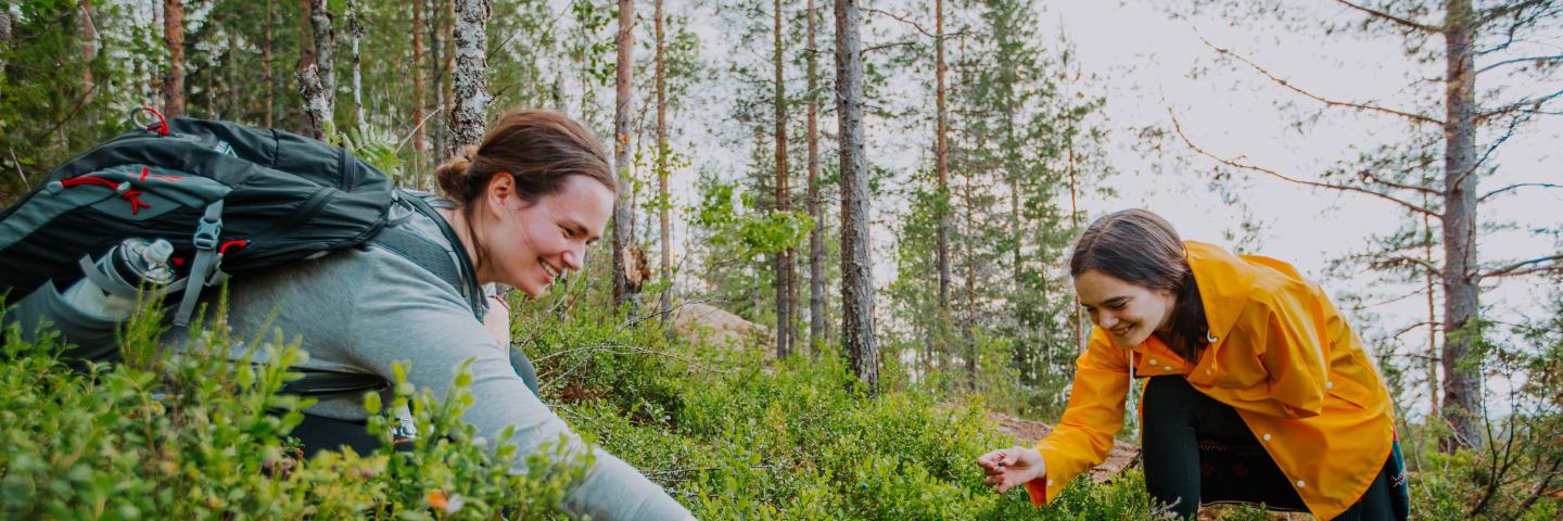 Bilberry, Visit Finland, Julia Kivelä