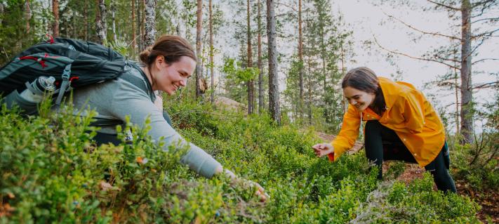 Bilberry, Visit Finland, Julia Kivelä